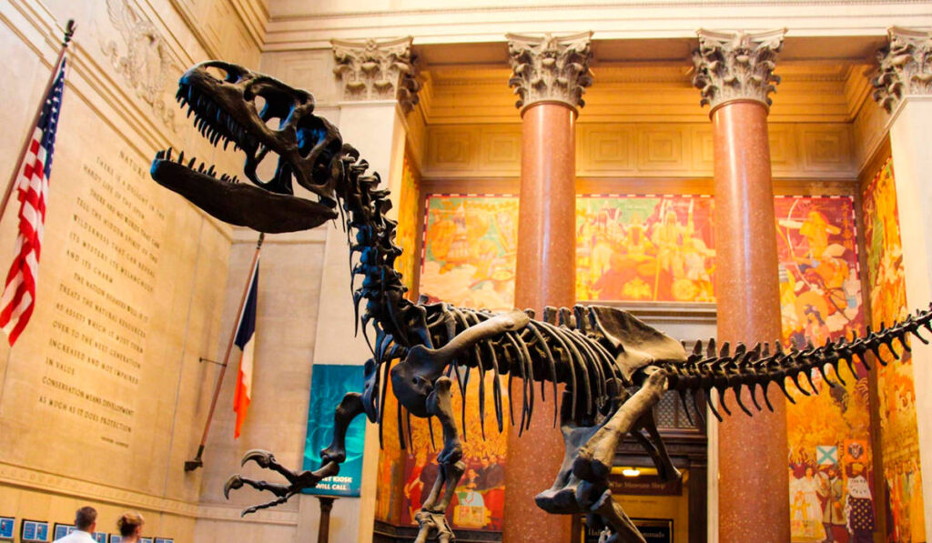 Descubre museos en New York: Museo de historia natural